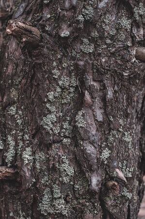 Old gray bark forest tree. Outdoors. Close-up. Tree bark overgrown with pale green lichen. Vertical background for banner ads.の写真素材