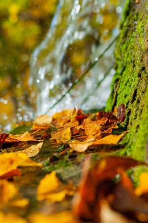 Bright yellow autumn leaves close-up. Outdoors. Wet yellowed foliage lying on granite stones covered with green moss. Current flow water on blurred background. Sparkling spray water. Beautiful bokeh.の写真素材