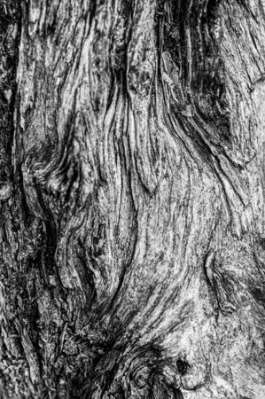 Texture bark old dried tree closeup. Outdoors. Vertical background for banner ads. abstract pattern.の写真素材
