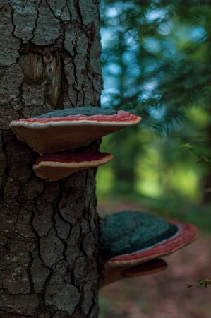 Red-brown fungus mushroom growing on tree. Closeup Outdoors. Nature in forest. Spring season. Tree trunk. Vertical photo.の写真素材