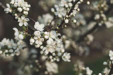 Flowering branch of apple tree on a background of grass and foliage close upの写真素材