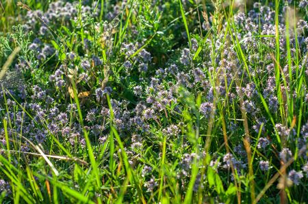 beautiful small flowers of thyme purple color close upの写真素材