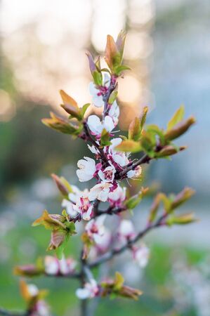 branch of a flowering tree with small white petals and green leavesの写真素材