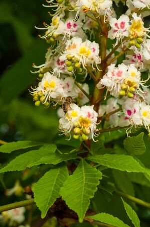 close-up of a bunch of white with yellow and pink color, horse chestnut flowers on the background of green leavesの写真素材