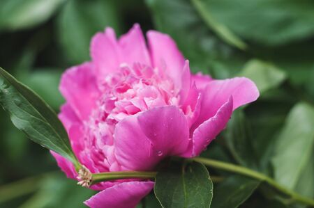 Bright pink blooming peonies on the background of grass and green leavesの写真素材
