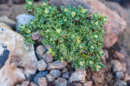 green shrub with delicate small green yellow leaves growing among the stonesの写真素材