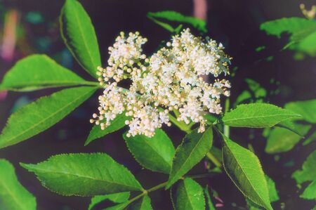 Blooming beautiful small white flowers of elderberry and green leavesの写真素材
