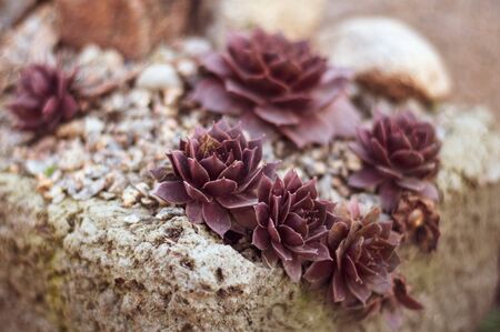 Background of growing beautiful succulents of echeveria languidly red color on stony soilの写真素材