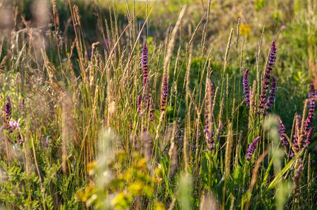 background various green plants and tall wildflowers purple color on lawn flooded with sunlightの写真素材