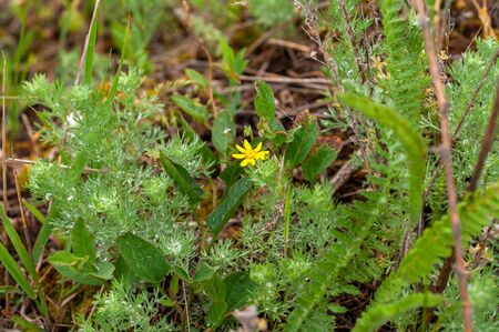 background of various green plants and tall wildflowers of yellow on the lawnの写真素材