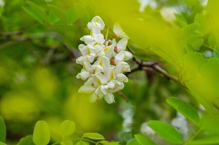 The branches of acacia on the background of dark branches and bright leavesの写真素材