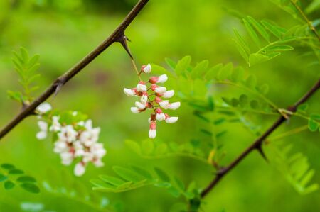 The branches of acacia on the background of green grass and bright foliageの写真素材