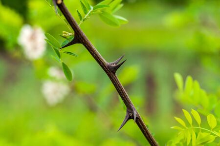 The branches of acacia on the background of green grass and bright foliageの写真素材