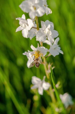 yellow spider caught a bee on a bunch of white wildflowers on a background of green grassの写真素材