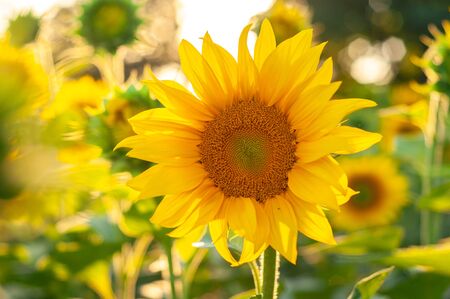 Bright yellow-orange blossoming sunflower on a background of sunflowersの写真素材