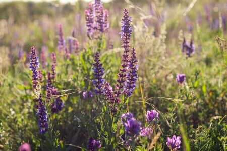a lot of purple bells among the grass and wild flowers against the background of field grass and skyの写真素材