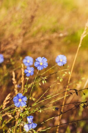 Beautiful blue flowers with a yellow center on the background of field plantsの写真素材