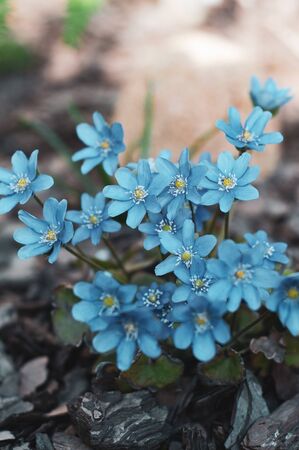 Background of field bright and beautiful blue flowersの写真素材