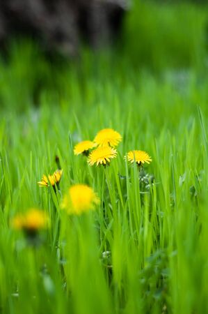 Yellow dandelion flowers in bright green grass close-upの写真素材
