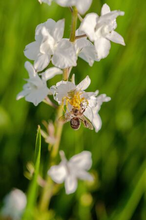 yellow spider caught a bee on a bunch of white wildflowers on a background of green grassの写真素材