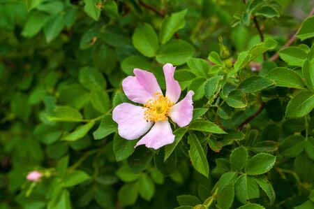 delicate pink flower of dog-rose close-up on a background of green leavesの写真素材