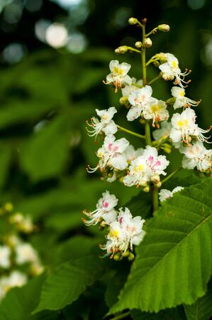 close-up of a bunch of white with yellow and pink color, horse chestnut flowers on the background of green leavesの写真素材