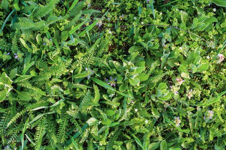 background of various green plants and small field flowers of white and purple colorの写真素材