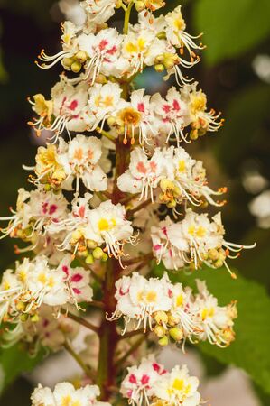 close-up of a bunch of white with yellow and pink color, horse chestnut flowers on the background of green leavesの写真素材