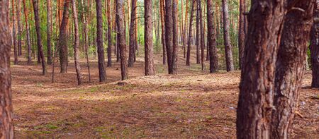 Mysterious colorful pine forest. Outdoors. Beautiful forest landscape with reddish-brown tree trunks. Area is overgrown with green shrubs. Sandy soil strewn with fallen dry needles. Autumn seasonの写真素材