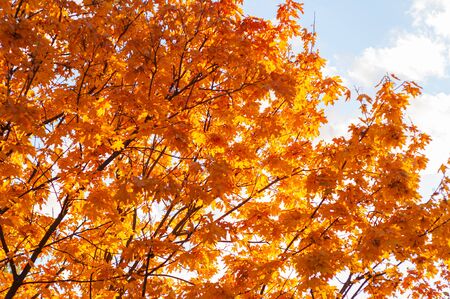 Bright yellow-orange leaves maple against blue sky. Autumn background with golden yellow foliage. Plants outdoors. Horizontal background. Bright autumn time. Colorful time year.の写真素材