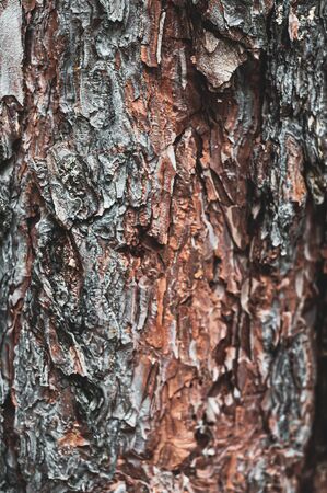 Trunk old forest Pine tree close-up, outdoors. Bright texture red-brown tree bark withered by gray peel. Vertical background for banner ads. Abstract patternの写真素材