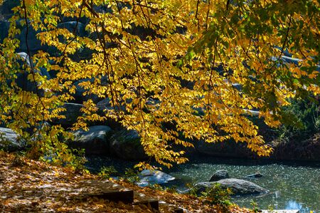 Branch tree with yellow autumn leaves close-up. Granite steps rising from water with fallen yellow leaves. Shore pond is treated with granite stones overgrown with moss. Outdoors.の写真素材