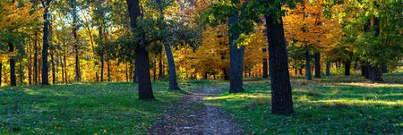 horizontal autumn forest landscape. Outdoors. Path between trees in forest with yellowed leaves on trees and green grass. Yellow-orange foliage. Beautiful nature.の写真素材