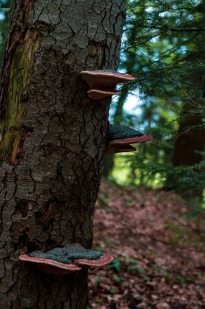Old tree trunk with fungus tinder fungus. Outdoors. Forest nature. Red-brown mushrooms growing on tree. Close-up.の写真素材