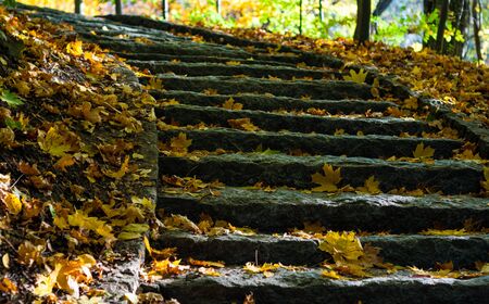 Granite stairs with fallen dried yellowed leaves. Close-up outdoors. Steps carved in granite. Stairs going up.の写真素材