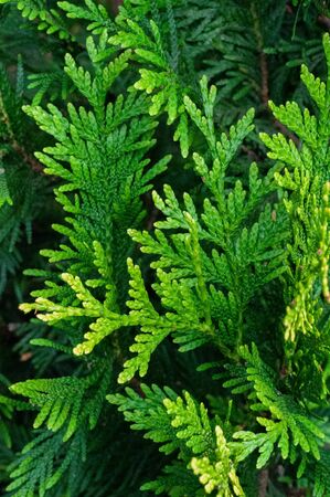 Bright colorful green sprigs thuja, closeup. Vertical background with vegetation. Used for advertising banners.の写真素材