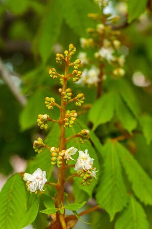 close up of a blooming bunch of white with yellow and pink color, horse chestnut flowers on the background of green leavesの写真素材