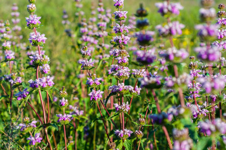 Beautiful small purple flowers on the stems of a green plant on a background of green grass