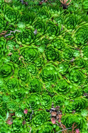 background of young green plants of succulents. Rejuvenated Sempervivum also known as the Stone Rose.の写真素材