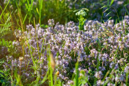 beautiful small flowers of thyme purple color close upの写真素材