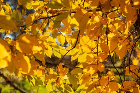 Maple tree with bright yellow leaves. Autumn Horizontal background with golden yellow foliage. Plants outdoors. Colorful time year.の写真素材
