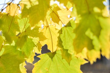 Autumn background with golden yellow foliage. Horizontal background. Bright autumn time. Colorful time year. Yellow-green leaves maple...の写真素材
