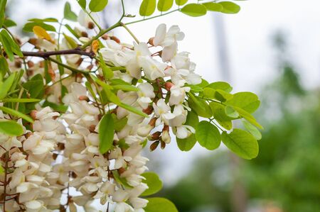 Acacia branch with clusters of white flowers and green leavesの写真素材