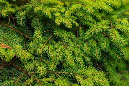 young pine tree with young green needlesの写真素材