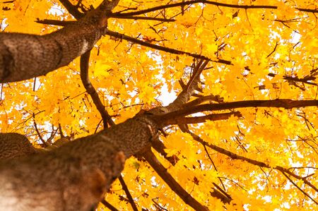 Bright yellowed leaves on tree. View from below. Bright autumn time...Colorful time year. Autumn background with golden yellow foliage. Plants outdoors. Horizontal background.の写真素材