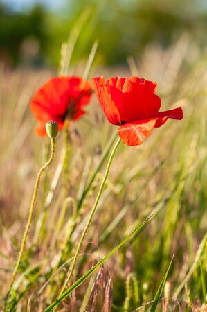 Beautiful red flowers of field poppies on a background of field grassの写真素材