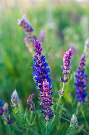 Spikelets of small beautiful pink and blue flowers on a blurred green backgroundの写真素材