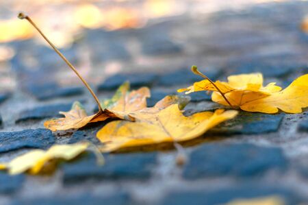 Yellow-gold leaves on stone pavement. Blurred. Fallen yellow autumn. Bright autumn time. Colorful time year. Plants outdoors. Horizontal background. Leaves maple close-up.の写真素材