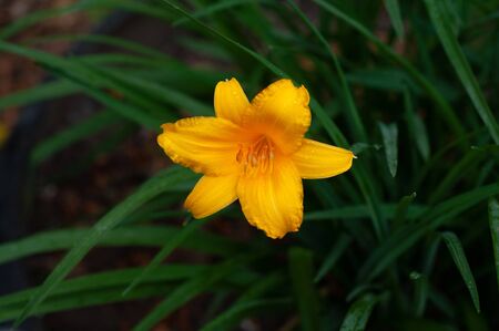 one opened bright golden yellow tulip on a blurred green background.の写真素材