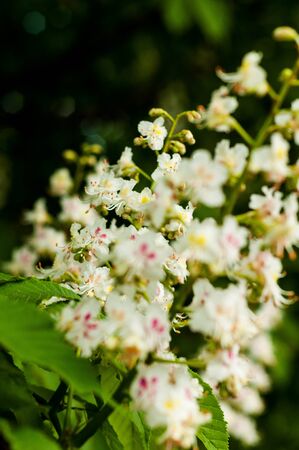 blooming bunch of chestnut and green leavesの写真素材